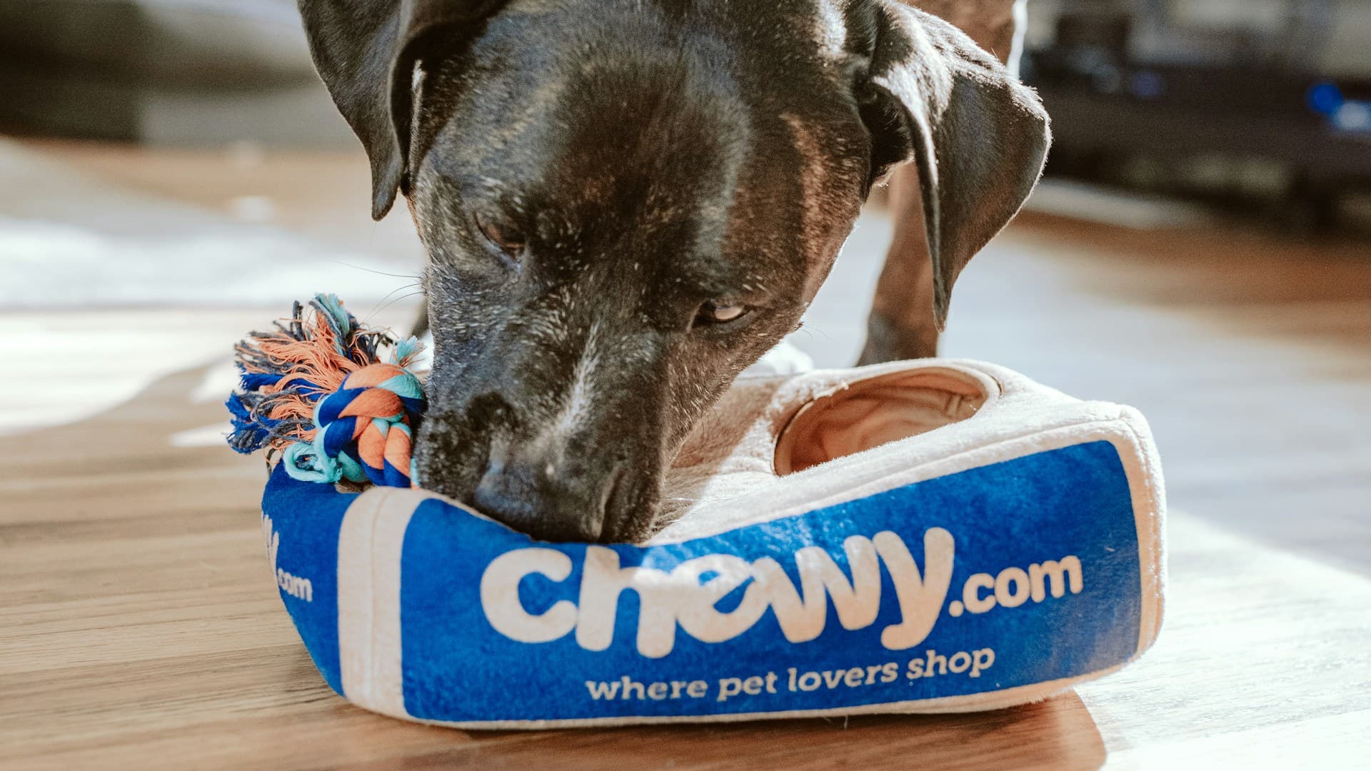 Viesnīcas un pansijas dzīvniekiem